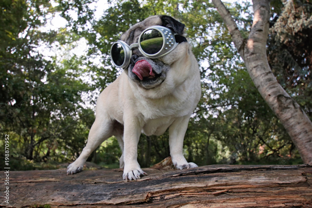 Pug goggles sales