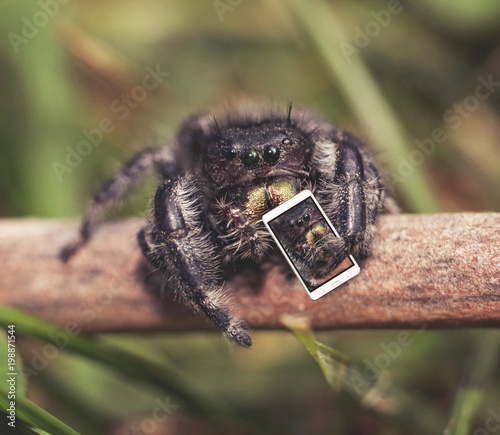 macro of a jumping spider on a stick taking a selfie with a tiny phone photo
