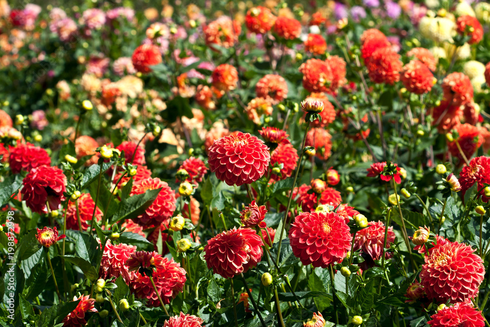 Natural background,  beautiful dahlia in garden