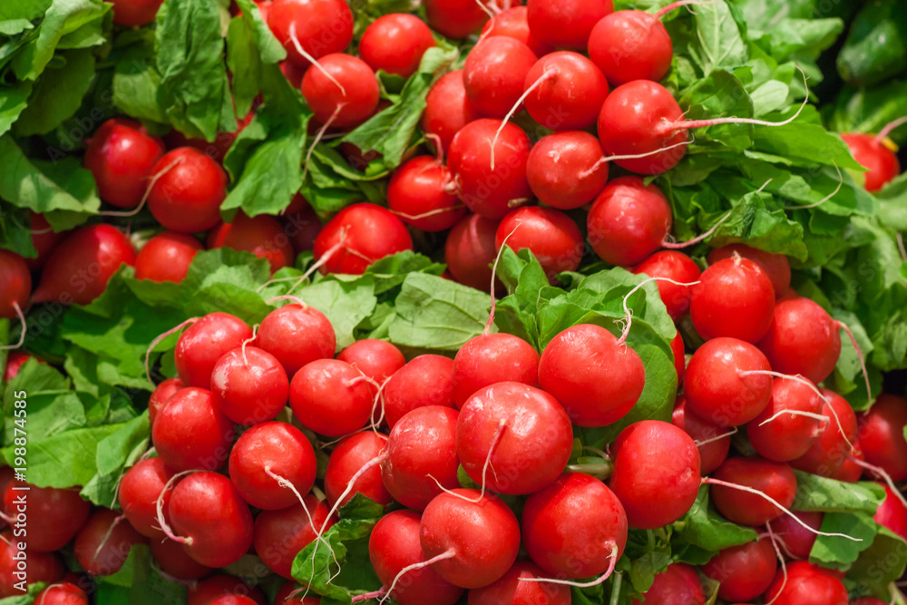 Close up view of a several bunches of radishes in the market