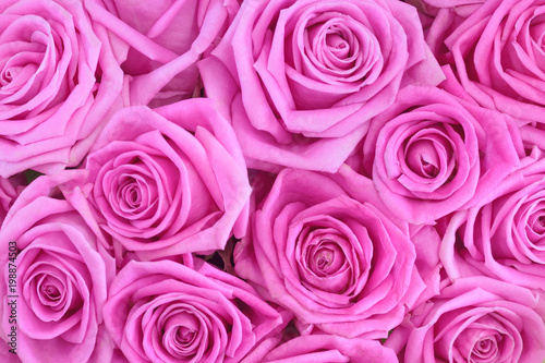 Bouquet of pink roses as background  texture