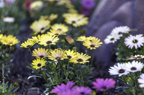 Gerbera  genus of plants in the Asteraceae (daisy family), Caring for African Daisies photo