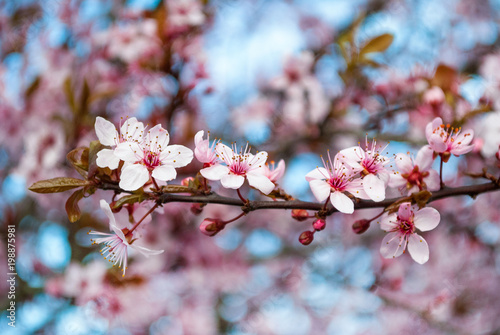 Cherry Blossom in spring with Soft and selective focus, Sakura season in nature. Background