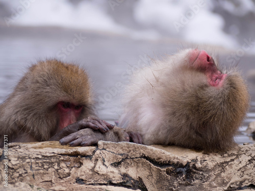 Japanese Snow monkey Macaque in hot spring Onsen Jigokudan Park, Nakano,now Monkey Japanese Macaques bathe in onsen hot springs at Nagano, Japan. photo