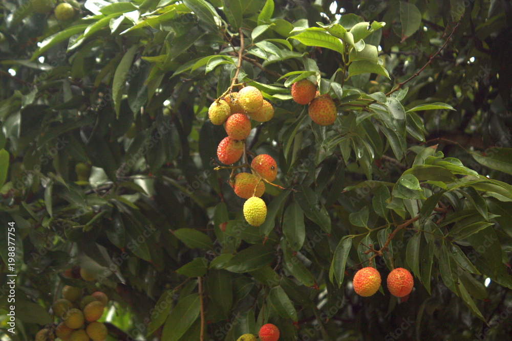 Fresh lychee on tree in lychee orchard. Fresh green Lychee in a local garden tree lead to forest. It is a fruit with plenty of health benefits, like protect the skin, sold in fruit markets worldwide Fresh lychee on tree in lychee orchard. Fresh green Lychee in a local garden tree lead to forest. It is a fruit with plenty of health benefits, like protect the skin, sold in fruit markets worldwide