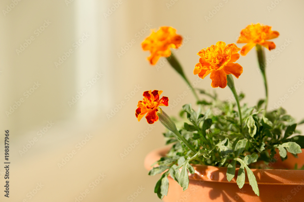 Flowers marigold grow to the sun