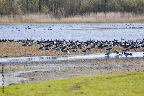 Many goose resting at pond