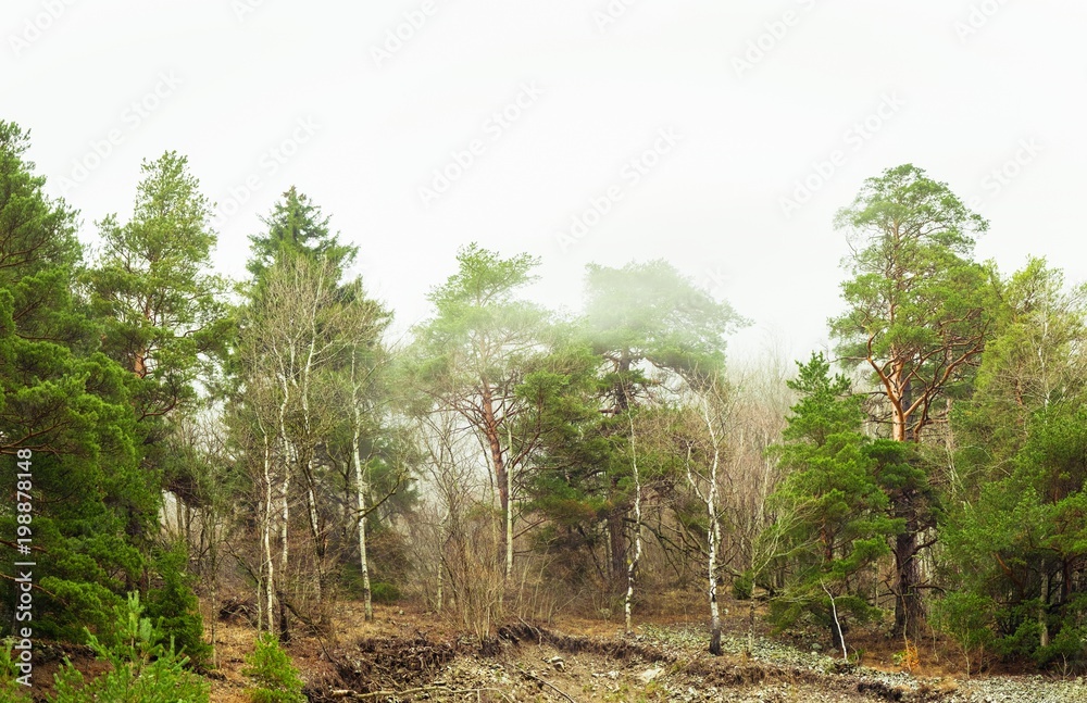 coniferous green trees in the fog, clouds in the mountains landscape background coniferous green trees in the fog, clouds in the mountains landscape background