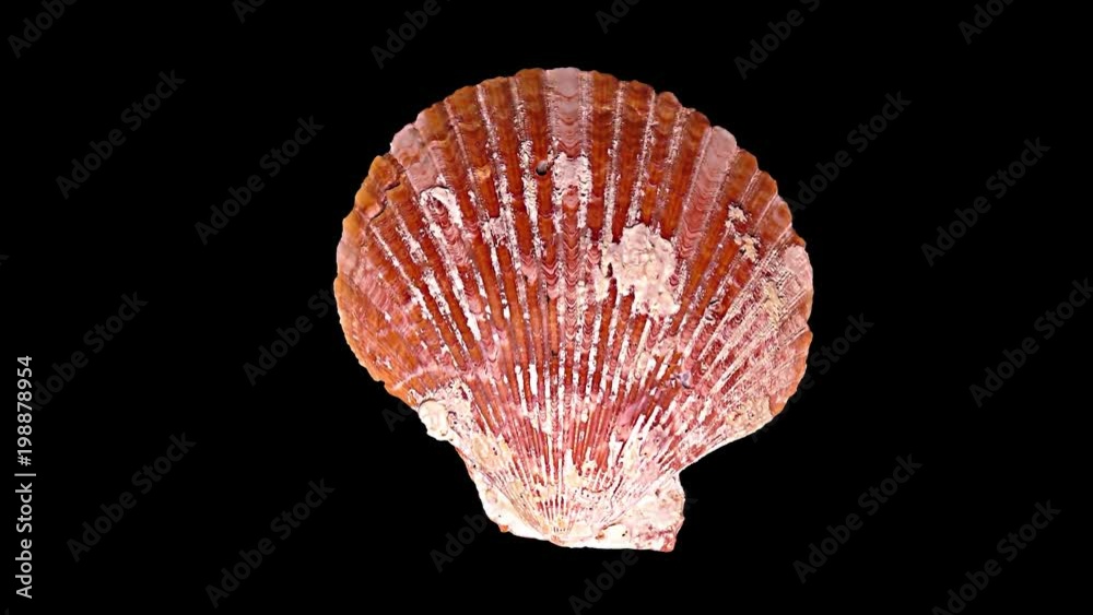 Seashell Isolated on Black Background – Close-up, Detail Seashell Isolated on Black Background – Close-up, Detail