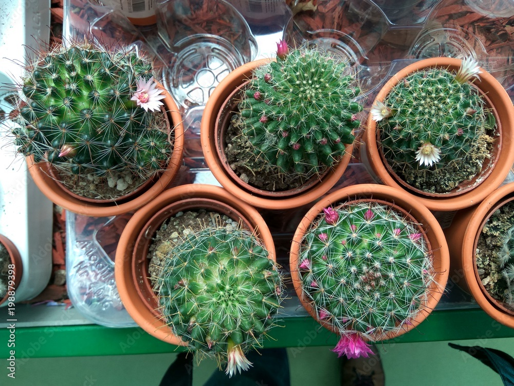 Colored cactus in pots.