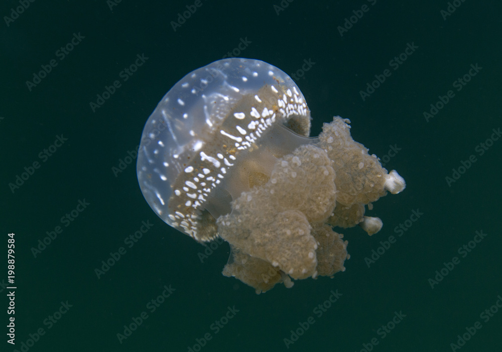 Naklejka premium Jellyfish lake in Togian island