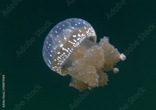 Jellyfish lake in Togian island © mauriziobiso