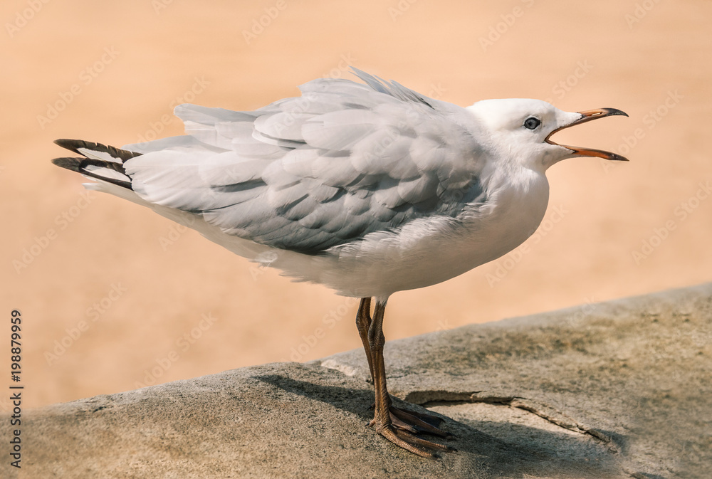 seagull with feathers puffed up and mouth open, Australia seagull with feathers puffed up and mouth open, Australia