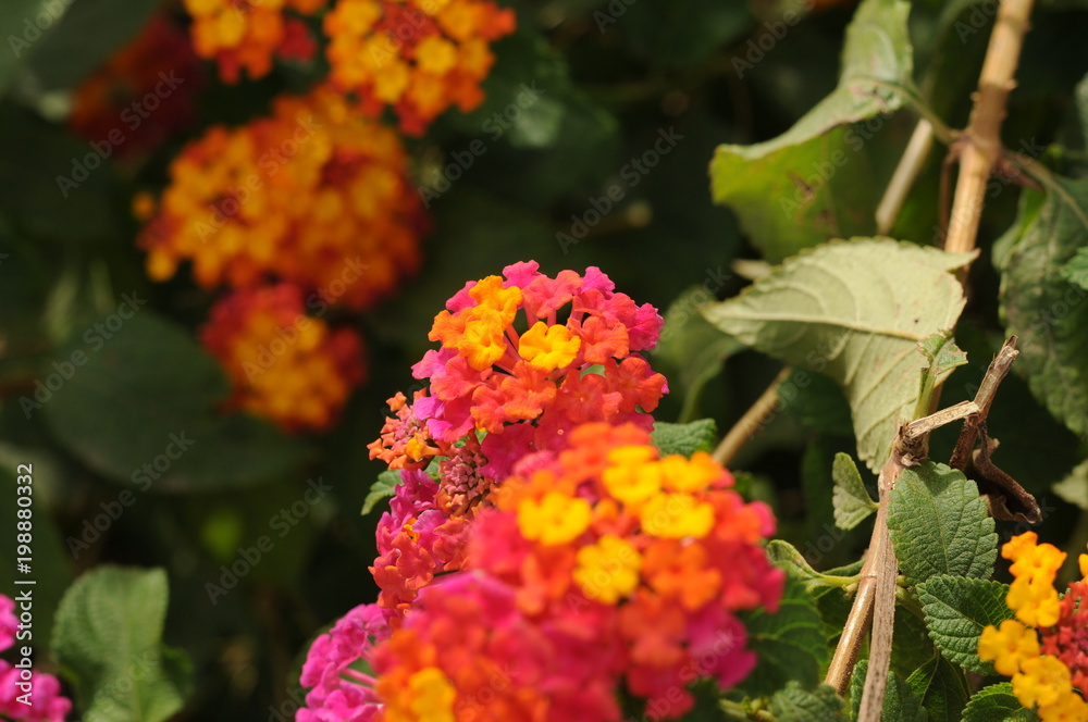Yellow, Pink and red flower in sunlight in Ibiza, Spain Yellow, Pink and red flower in sunlight in Ibiza, Spain