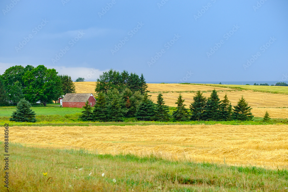 lone red barn sits among the plowed fields in Prince Edward Island protected by tall Pine trees from the high winds
