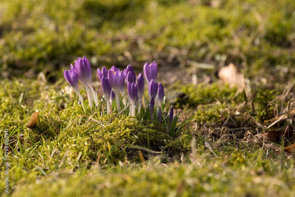 lila Krokus im Frühling