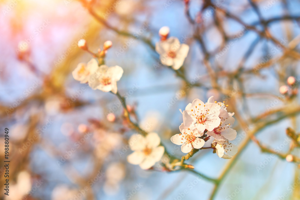 Apricot flowers in spring sunlight. Soft focus Apricot flowers in spring sunlight. Soft focus
