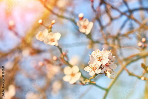 Apricot flowers in spring sunlight. Soft focus