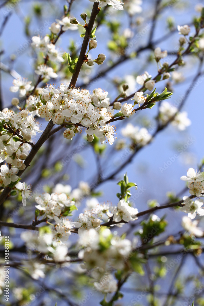 Blossoming orchard in the spring. Blooming plum orchard tree on a blue sky background. Spring background. Spring orchard on sunlight. Spring flower field background. Floral pattern. No sharpen Blossoming orchard in the spring. Blooming plum orchard tree on a blue sky background. Spring background. Spring orchard on sunlight. Spring flower field background. Floral pattern. No sharpen