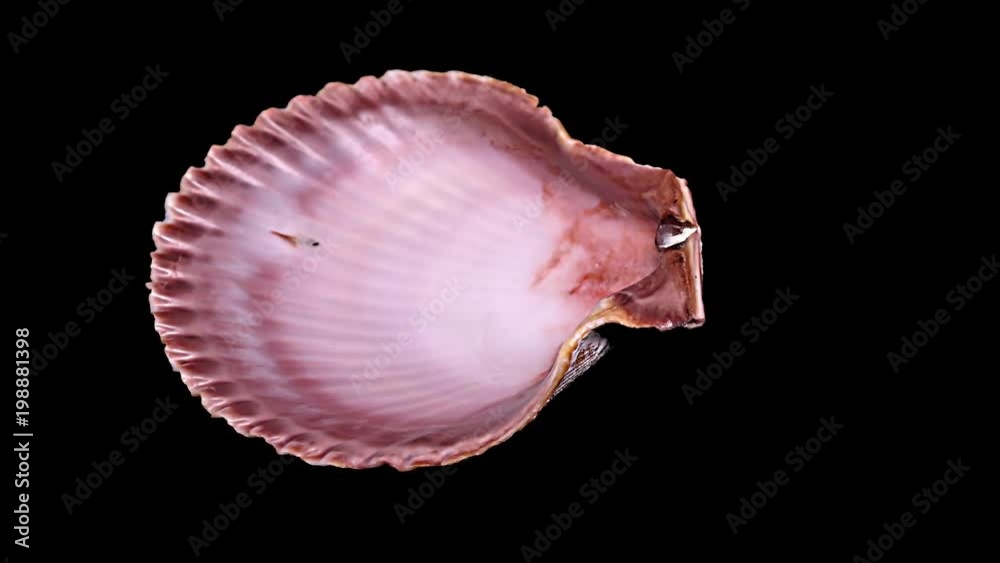 Seashell Isolated on Black Background – Close-up, Detail Seashell Isolated on Black Background – Close-up, Detail