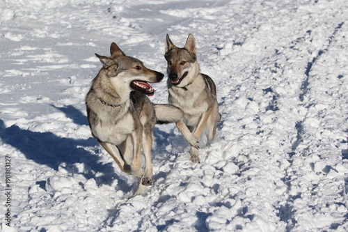 Wolfdogs in snow