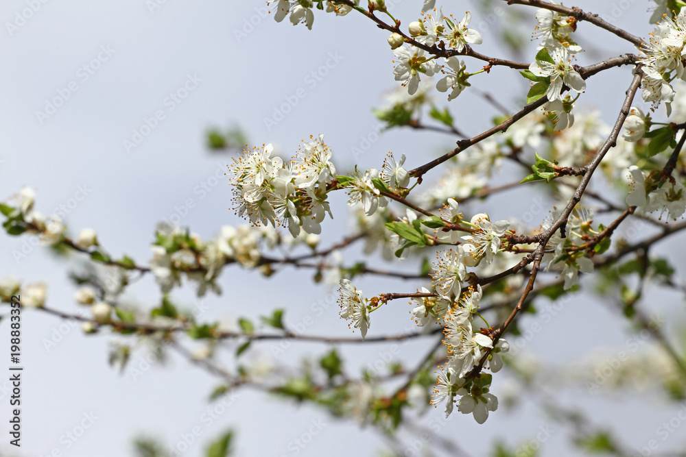 Blossoming orchard in the spring. Blooming plum orchard tree on a blue sky background. Spring background. Spring orchard on sunlight. Spring flower field background. Floral pattern. No sharpen Blossoming orchard in the spring. Blooming plum orchard tree on a blue sky background. Spring background. Spring orchard on sunlight. Spring flower field background. Floral pattern. No sharpen