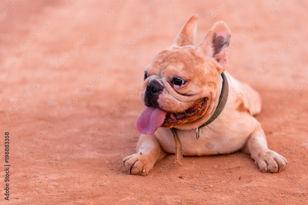 Cute french bulldog is playing and running in the field.