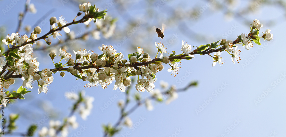 Blossoming orchard in the spring. Blooming plum orchard tree with a bee. Spring background. Spring orchard on sunlight with blue sky. Floral pattern. No sharpen Blossoming orchard in the spring. Blooming plum orchard tree with a bee. Spring background. Spring orchard on sunlight with blue sky. Floral pattern. No sharpen