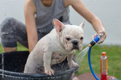 Cute french bulldog is taking a bath to clean dirty skin.
