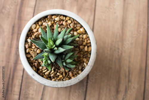 Aloe Aristata Haworthia Succulent Plant slow-growing succulent that brings delightful contrast with its dark green leaves planted in a pot with rocks