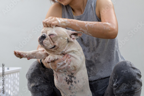 Cute french bulldog is taking a bath to clean dirty skin.