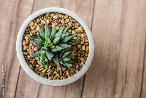 Aloe Aristata Haworthia Succulent Plant slow-growing succulent that brings delightful contrast with its dark green leaves planted in a pot with rocks