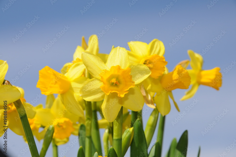 Detail of a yellow daffodil flower with blue sky background