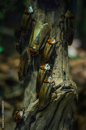 Medium sized Orange Head Cockroaches on the branch in the aquarium in Berlin (Germany) 