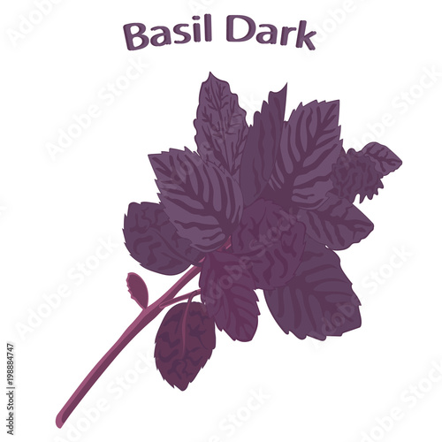 Fragrant spice basil. Dark opal basil close-up. Fresh red rubin basil isolated on white background. Ocimum basilicum Dark Opal. Vector illustration.