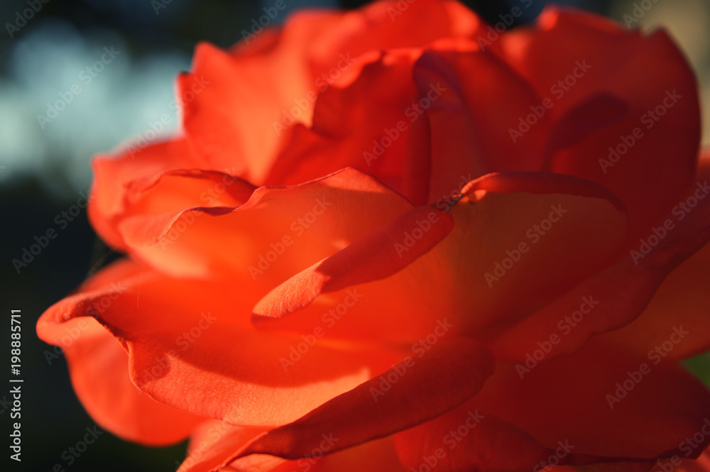 A Rose speaksof love silently, in a language known only to the heart. A Rose speaksof love silently, in a language known only to the heart.