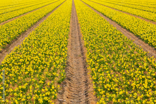 Fototapeta Naklejka Na Ścianę i Meble -  Spring flowers of daffodils. The Netherlands flower industry.