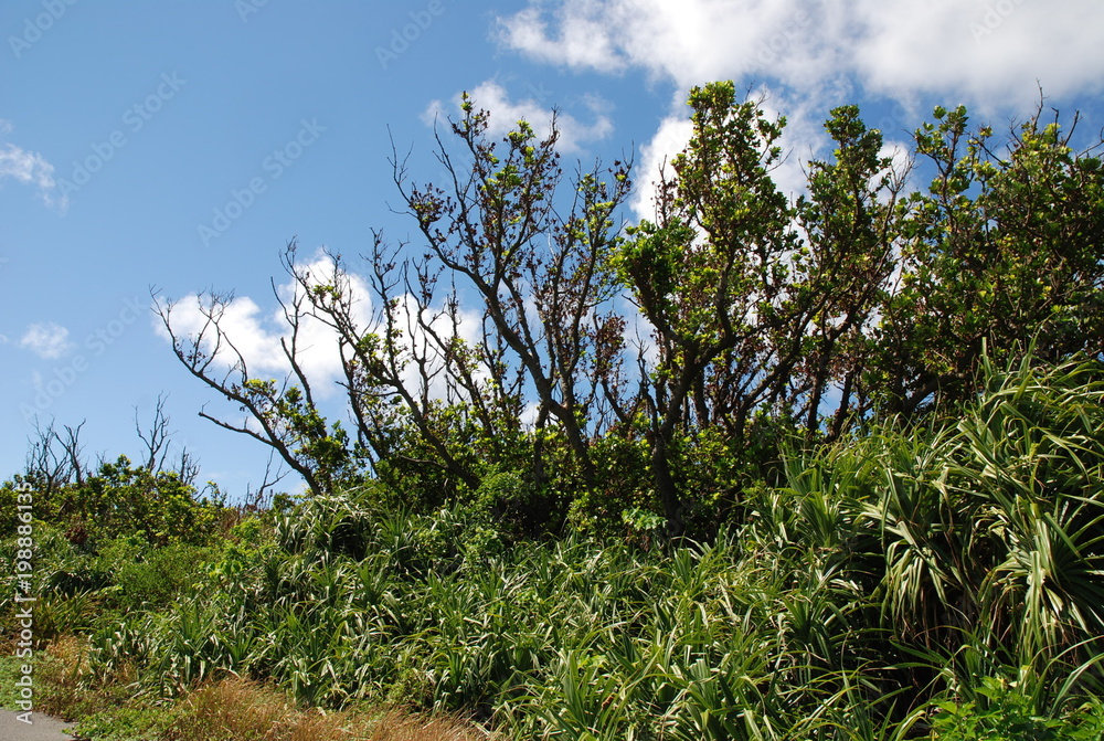 Fototapeta premium 沖縄 黒島 okinawa kuroshima japan island