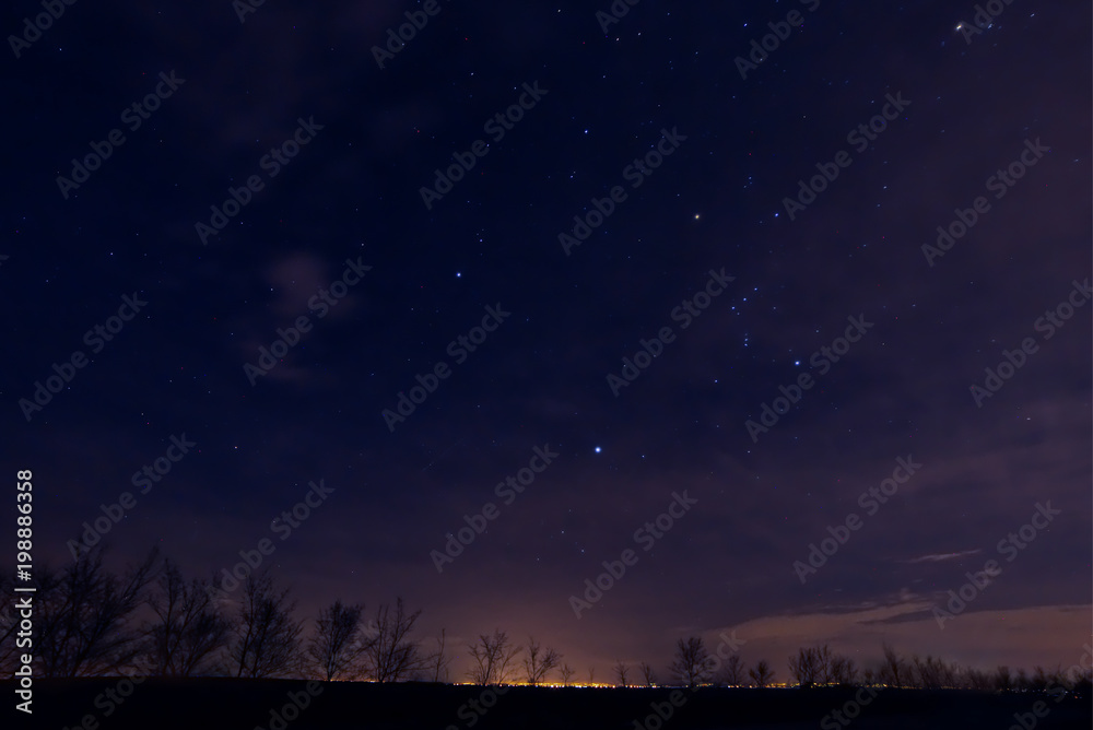 Night sky with stars. Silhouete of trees on night sky