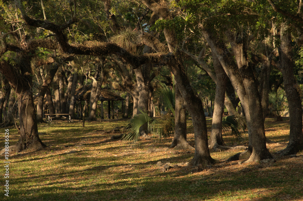 Obraz Live Oaks / Views z Matheson Hammock Park w pobliżu Miami na Florydzie.