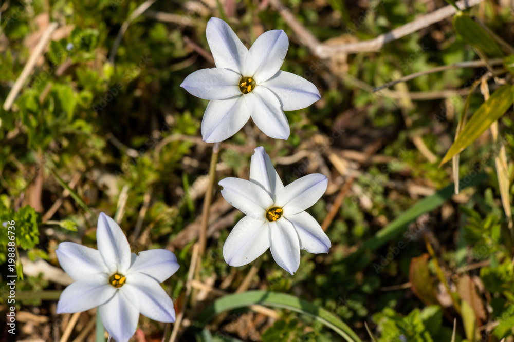 White flowers blooming in the field White flowers blooming in the field