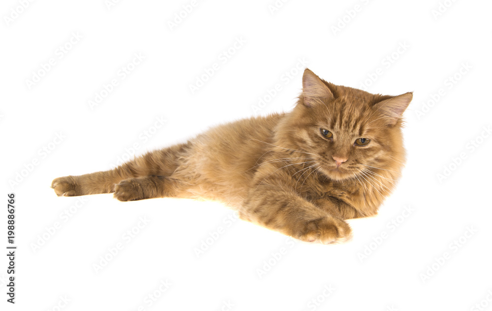 bobtail red cat ginger on isolated white background bobtail red cat ginger on isolated white background