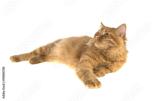 bobtail red cat ginger on isolated white background