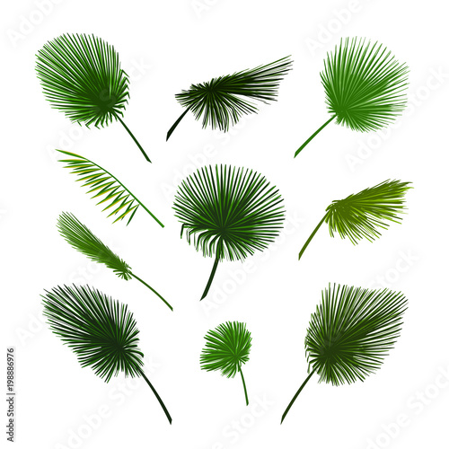 Vector palm leaves set. Exotic palm leaf
