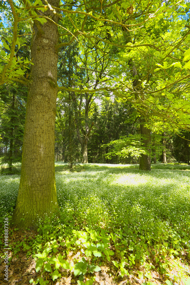 In the spring forest In the spring forest