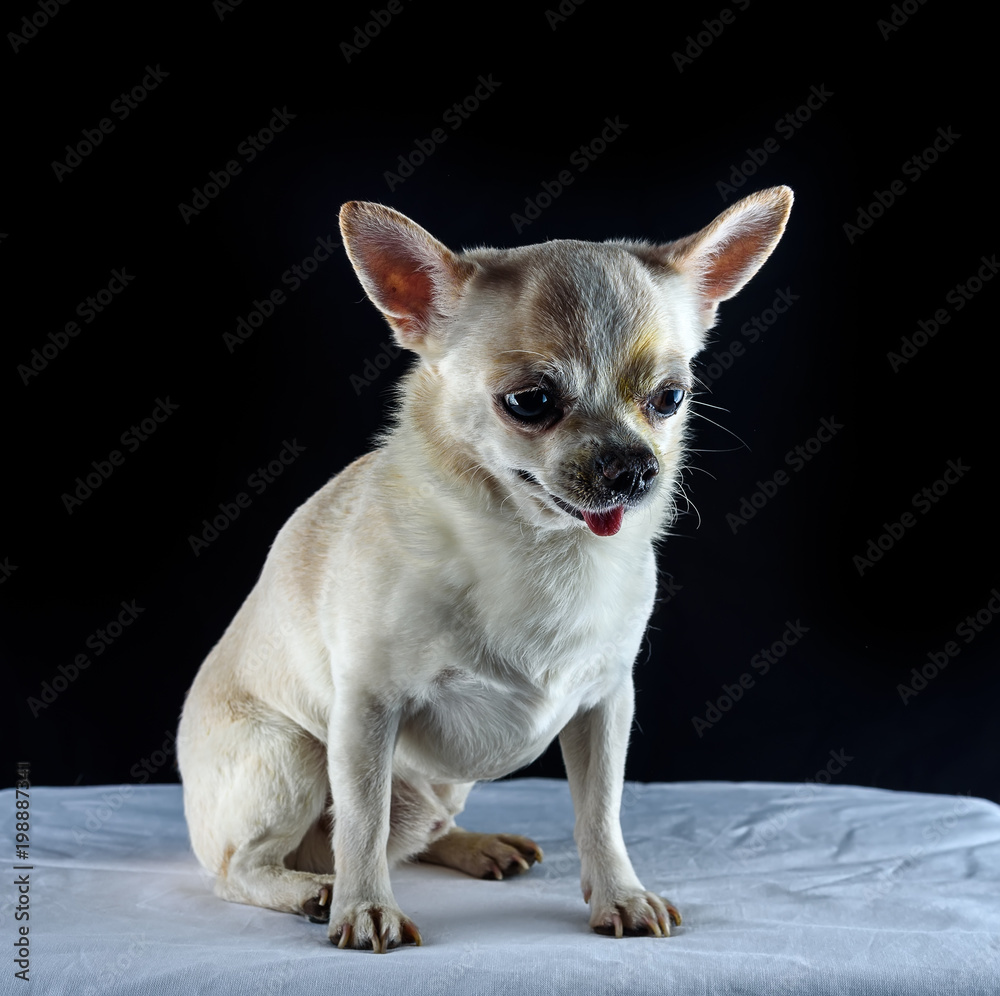 small dog on a black background
