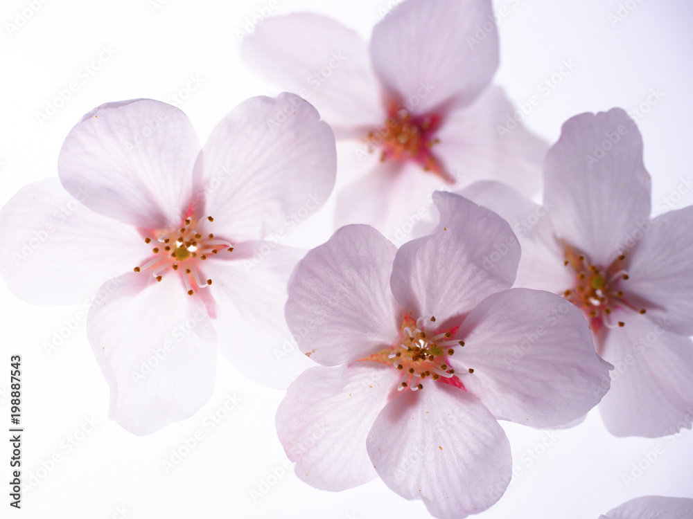 Fototapeta premium 美しい桜の花びら