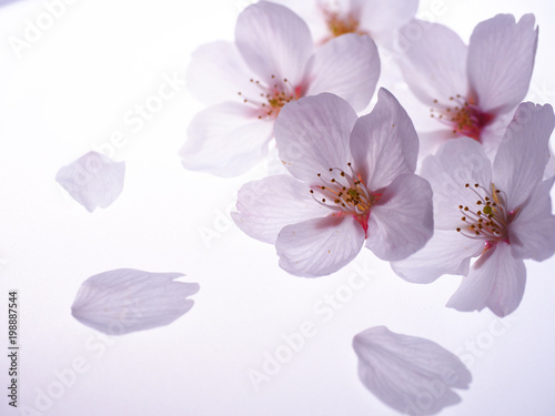 美しい桜の花びら
