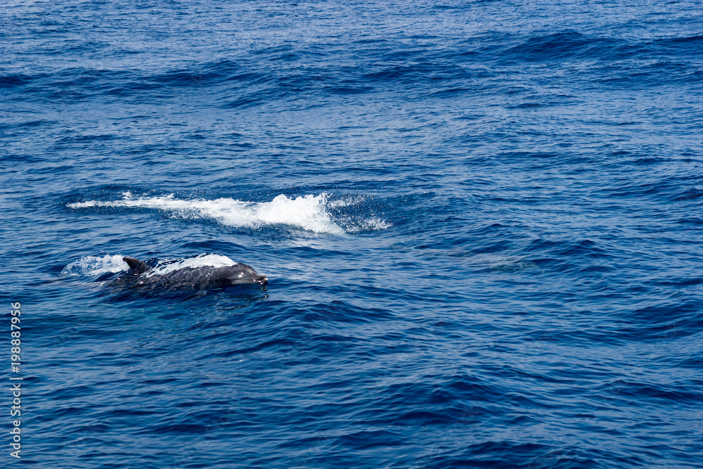 Obraz premium Dolphin swimming in open ocean waters near Ventura coast, Southern California