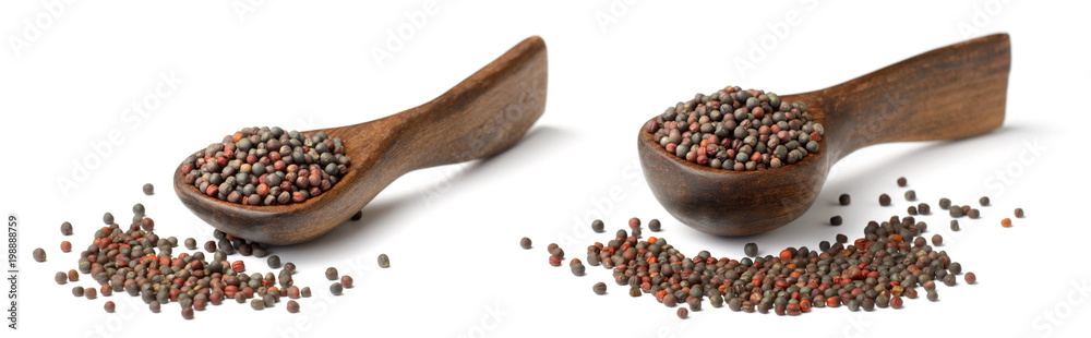 dried canola seeds in the wooden spoon, isolated on white dried canola seeds in the wooden spoon, isolated on white